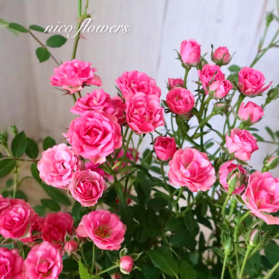 小さなバラ みさき ミニバラ 極小輪バラ : nico-flowers - 通販