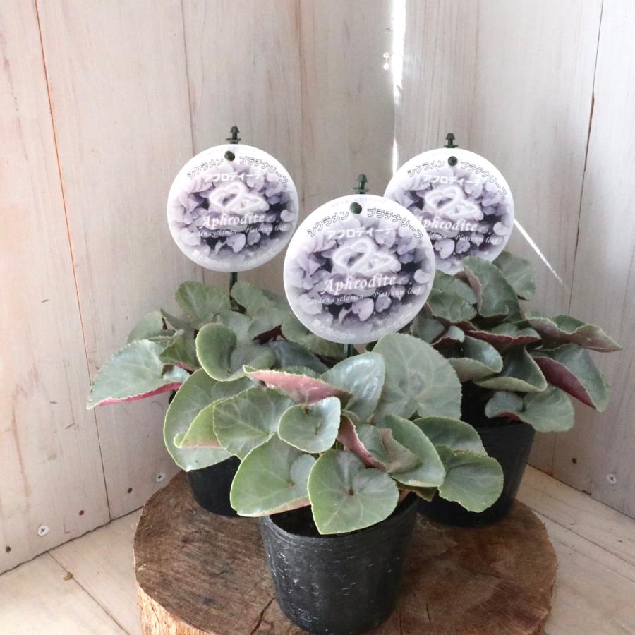 プラチナリーフ アフロディーテ シクラメン : nico-flowers - 通販