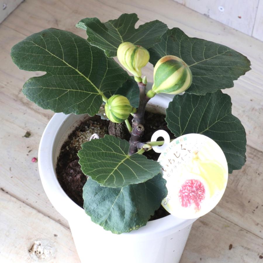 実つき ストライプ柄 イチジク ゼブラスイート 5号鉢 家庭菜園