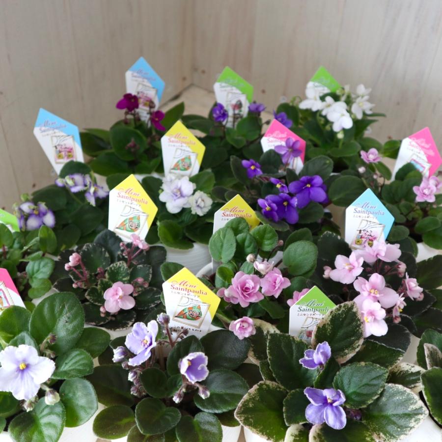 2鉢セット　室内花の女王　ミニ　セントポーリア　セトコシリーズ　鉢ごと｜niko-flower