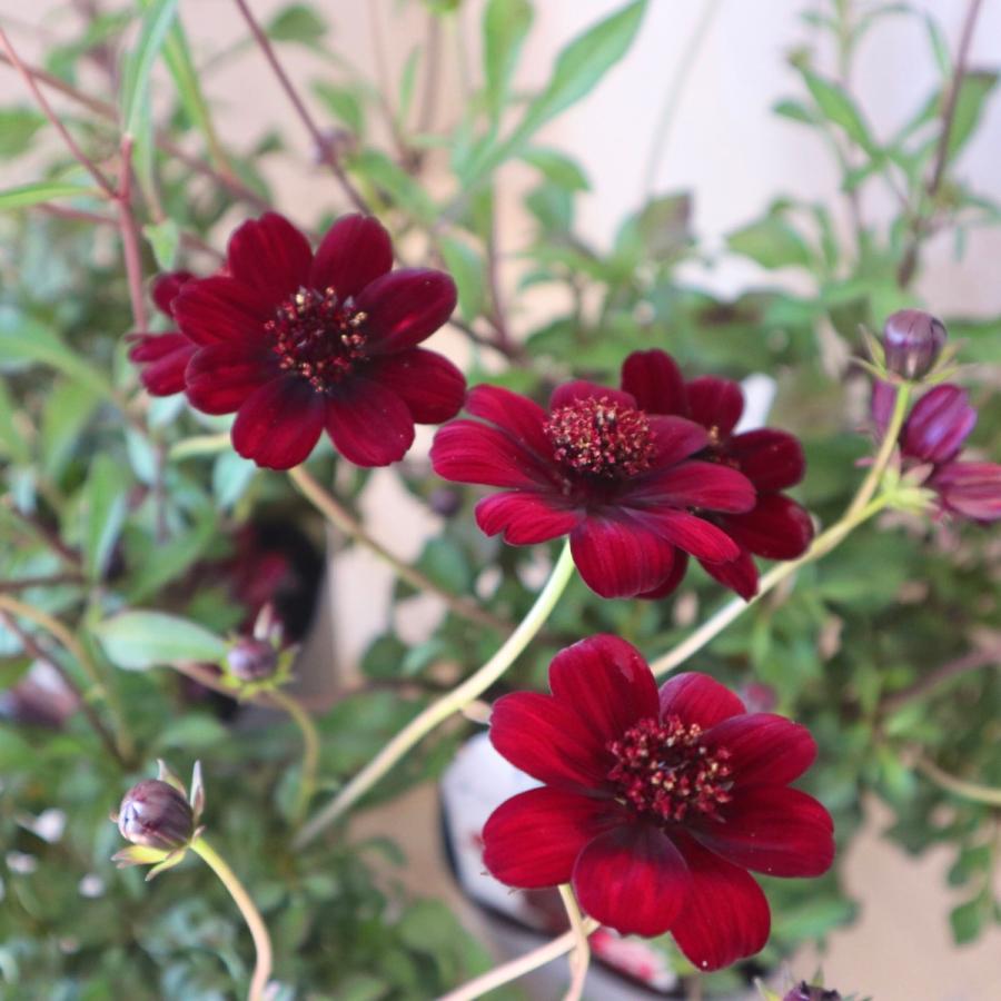 四季咲き チョコレートコスモス チョコモカ 5号鉢 ガーデニング 鉢植え 150 Nico Flowers 通販 Yahoo ショッピング