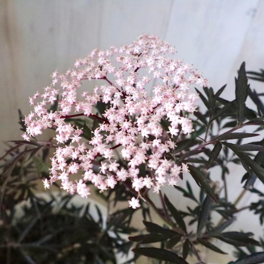 サンブカス ブラックレース 西洋ニワトコ : nico-flowers - 通販