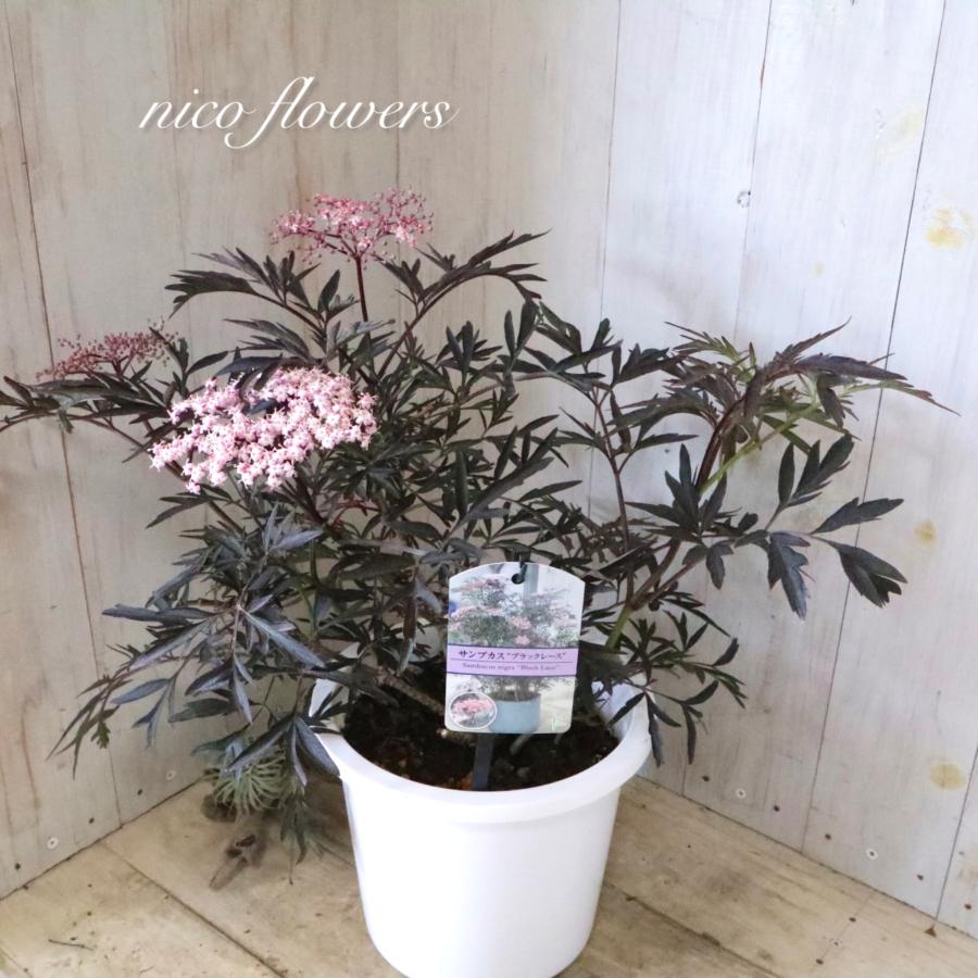 サンブカス ブラックレース 西洋ニワトコ : nico-flowers - 通販