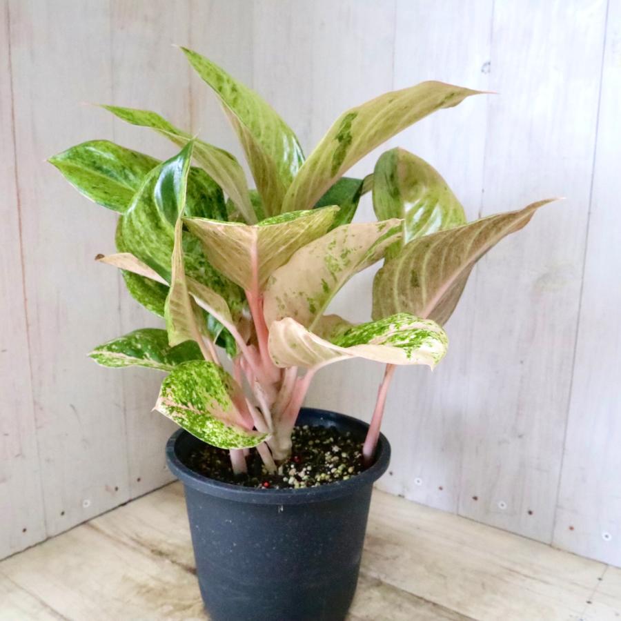 19 アグラオネマ　ピンクイメリタス　とても上品な色味　可愛い丸葉　レア品種 19 アグラオネマ ピンクイメリタス とても上品な色味 可愛い丸葉