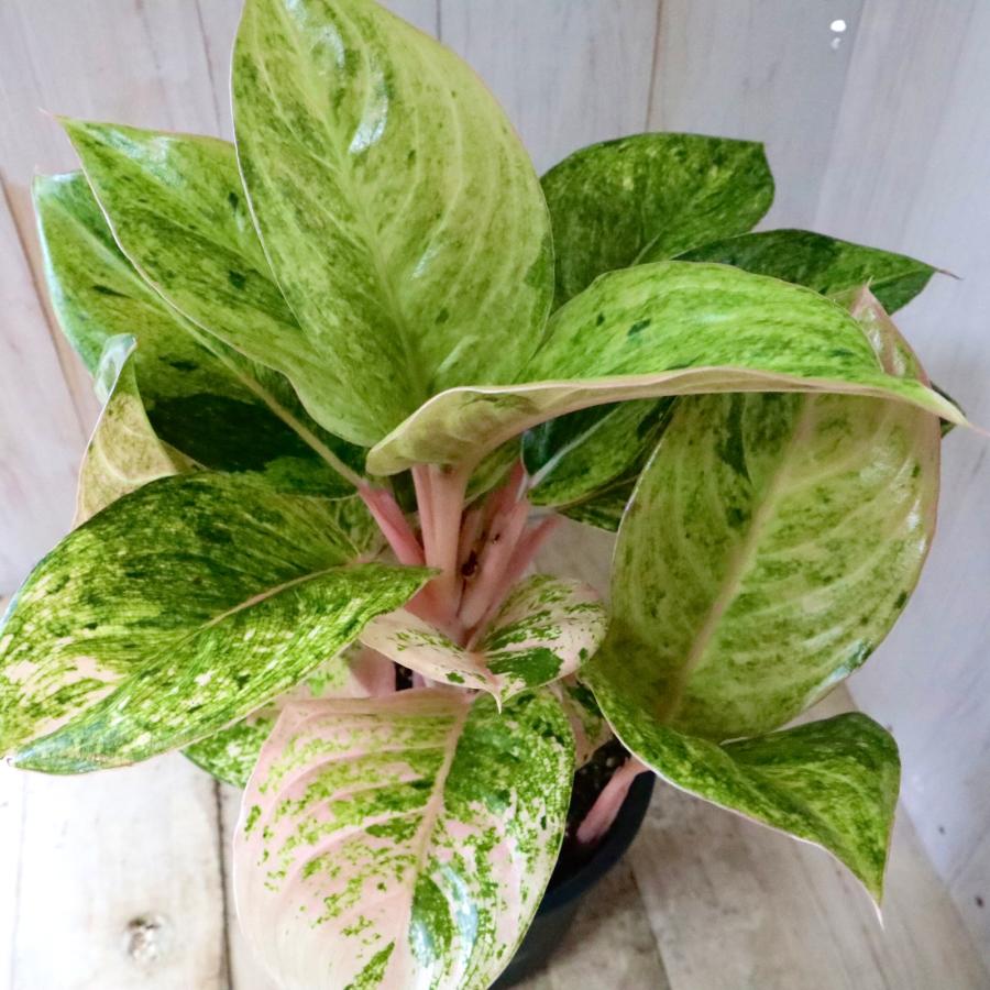 希少 アグラネオマ ピンクイメリタス 現品 5寸鉢 : nico-flowers