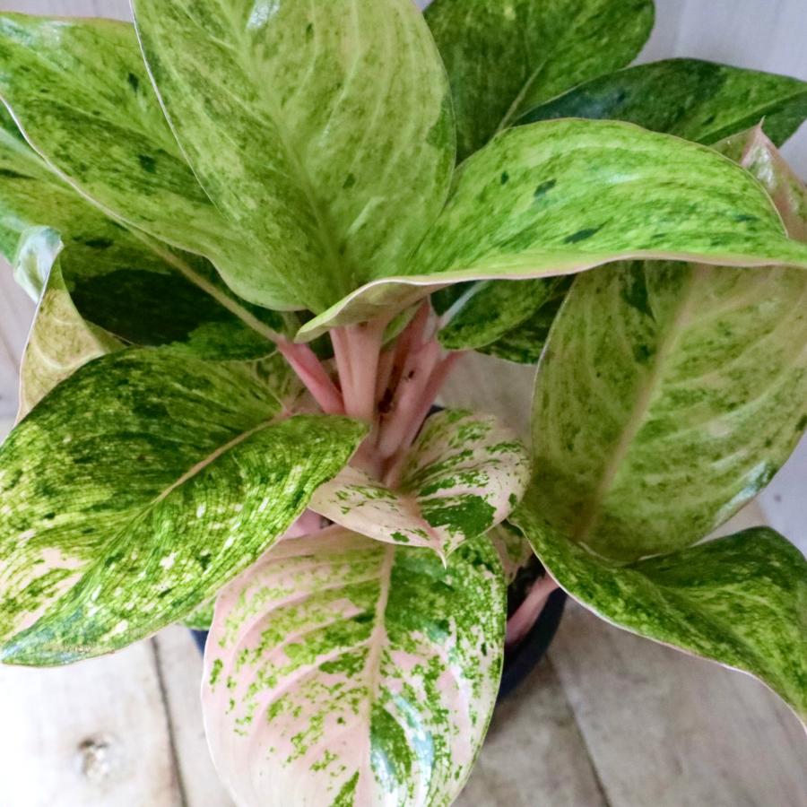 希少 アグラネオマ ピンクイメリタス 現品 5寸鉢 : nico-flowers