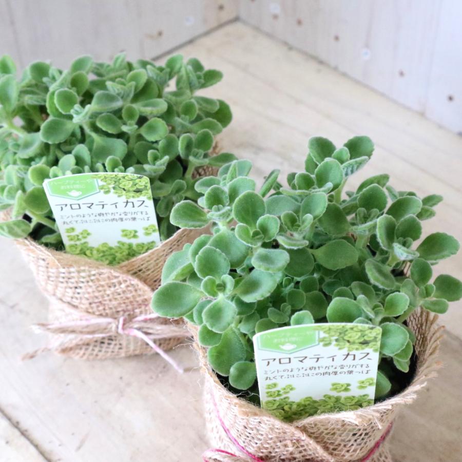 2ポットセット 香る 多肉植物 アロマティカス ハーブ 虫除け 空気清浄