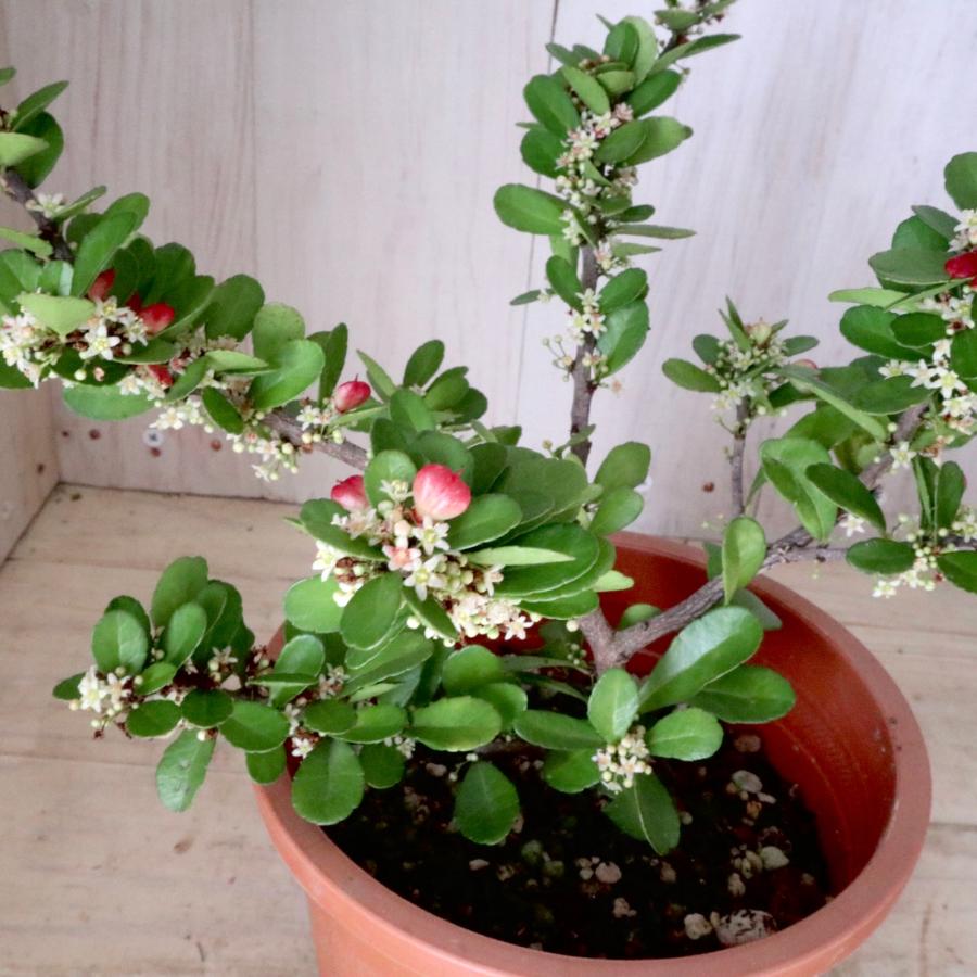 ハートツリー　ハリツルマサキ　盆栽素材　鉢植え ハートの木 ハートツリー ハリツルマサキ 4寸鉢 常緑底木 : nico