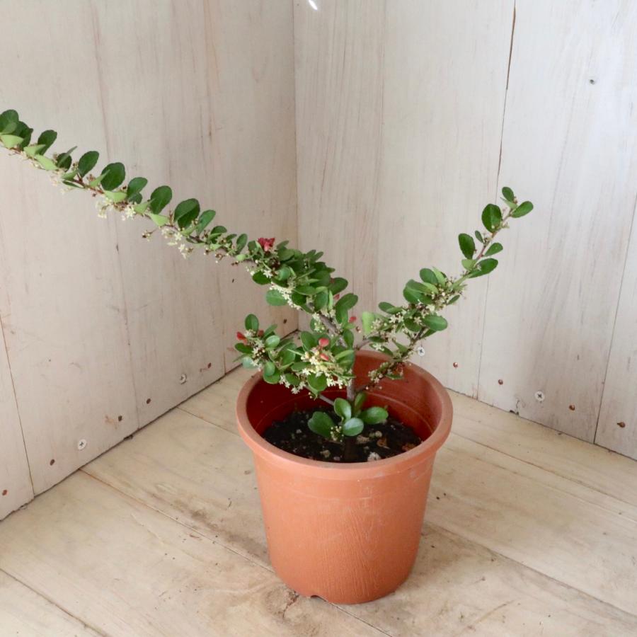ハートツリー　ハリツルマサキ　盆栽素材　鉢植え ハートの木 ハートツリー ハリツルマサキ 4寸鉢 常緑底木 : nico