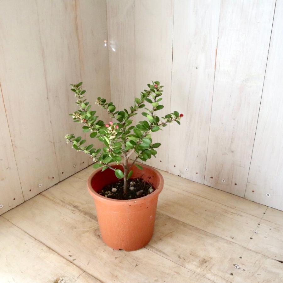 ハートツリー　ハリツルマサキ　盆栽素材　鉢植え ハートの木 ハートツリー ハリツルマサキ 4寸鉢 常緑底木 : nico