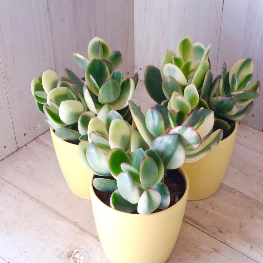 斑入り 花月 金のなる木 縁起物 多肉植物 3.5寸 1鉢 : nico-flowers