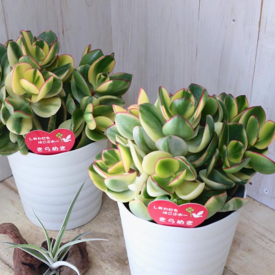 立派 斑入り 花月 金のなる木 多肉植物 観葉植物 インテリア 縁起物 5