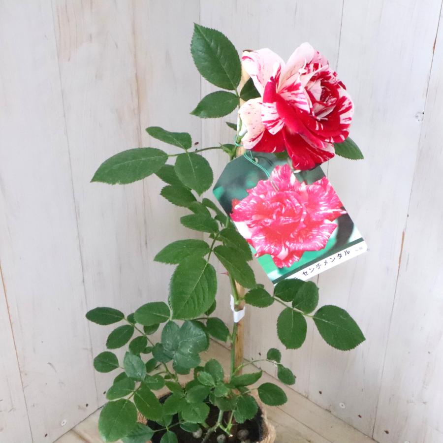 布花作品♡チャーミングな薔薇たち 販売しています。 活けられたバラと布 小ぶりの薔薇を描きました