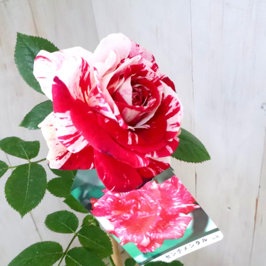 マーブル模様 センチメンタル バラ 四季咲き ガーデニング : nico
