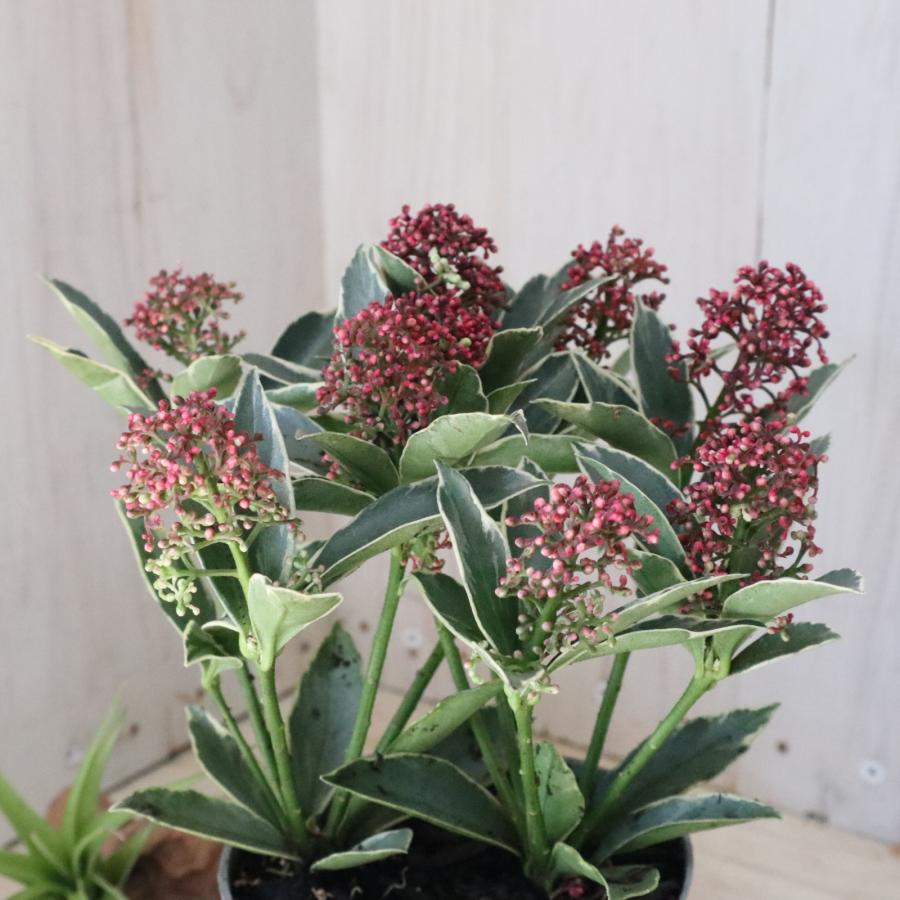 斑入り スキミア マジックマルロー ポットごと : nico-flowers - 通販