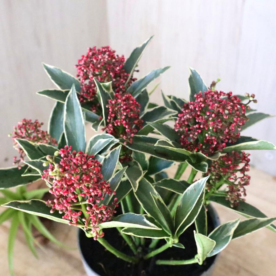 斑入り スキミア マジックマルロー ポットごと : nico-flowers - 通販