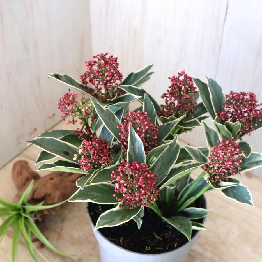 斑入り スキミア マジックマルロー ポットごと : nico-flowers - 通販