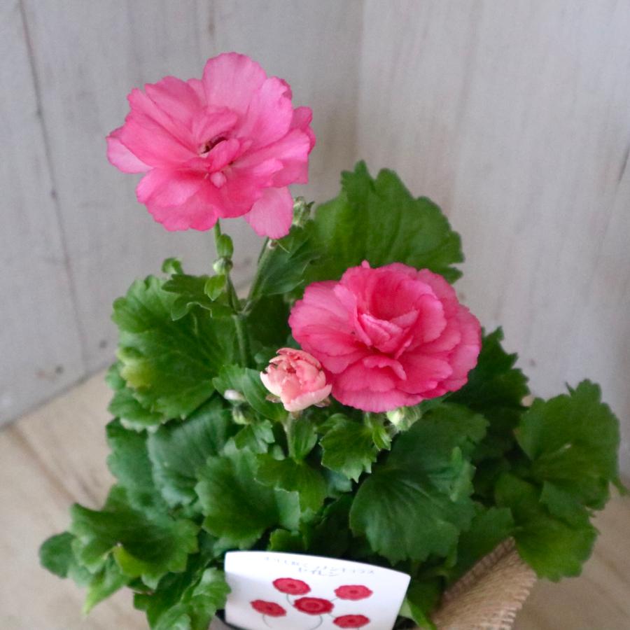 希少品種 ラナンキュラス セイレン : nico-flowers - 通販 - Yahoo
