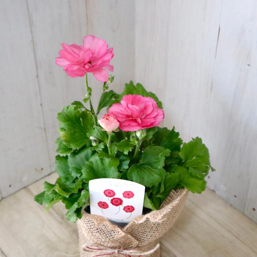 希少品種 ラナンキュラス セイレン : nico-flowers - 通販 - Yahoo