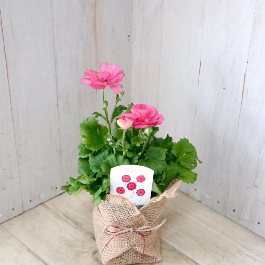 希少品種 ラナンキュラス セイレン : nico-flowers - 通販 - Yahoo