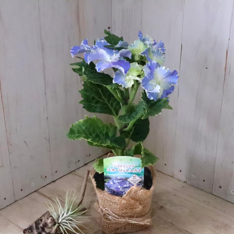 ハイドランジア スターリットスカイ アジサイ : nico-flowers - 通販