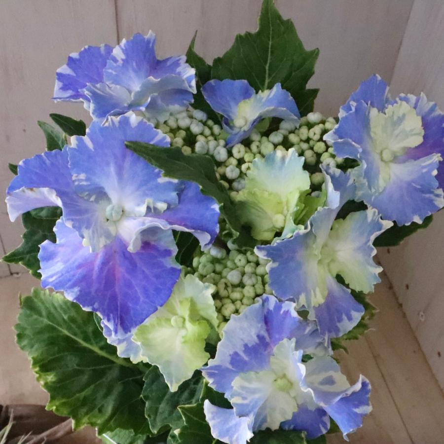 ハイドランジア スターリットスカイ アジサイ : nico-flowers - 通販