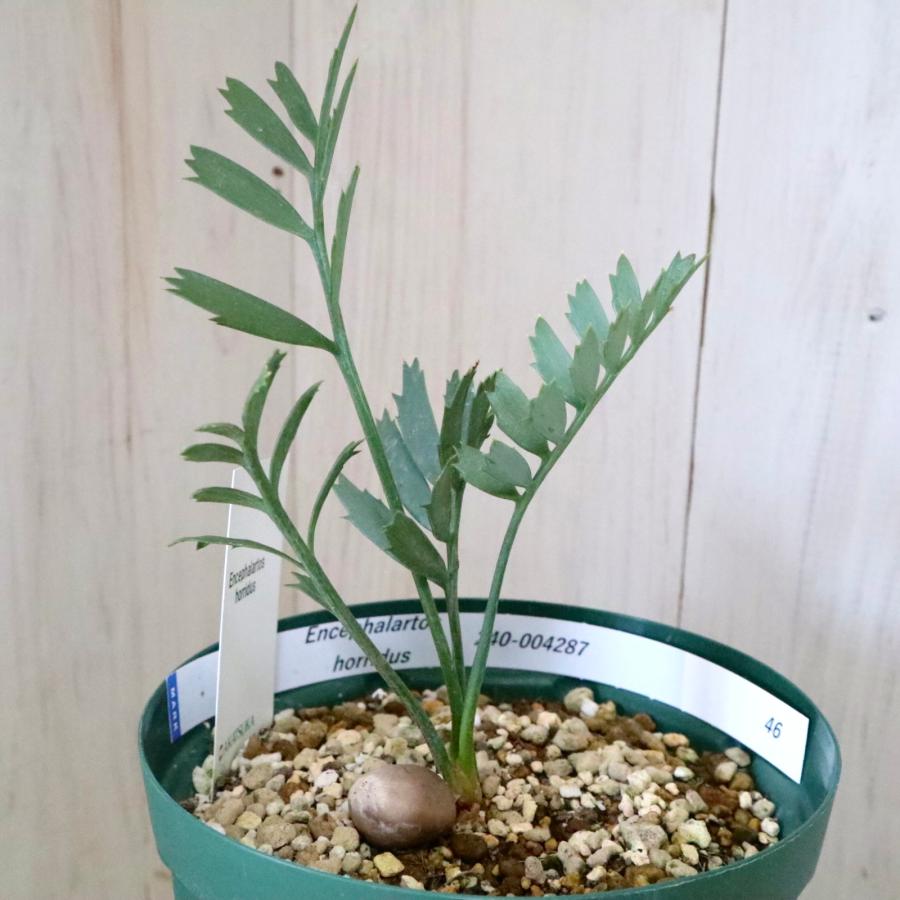 現品 絶滅種 ヒメオニソテツ エンセファラルトス ホリダス 現品 絶滅種 ヒメオニソテツ エンセファラルトス ホリダス