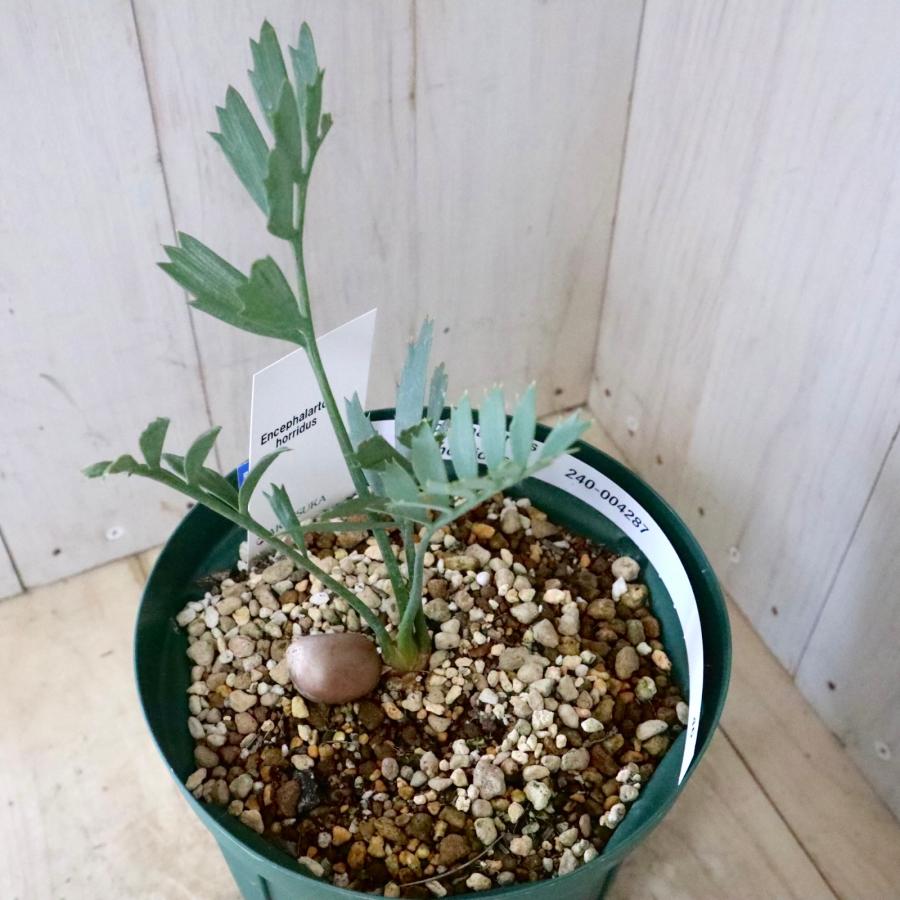 現品 絶滅種 ヒメオニソテツ エンセファラルトス ホリダス 現品 絶滅種 ヒメオニソテツ エンセファラルトス ホリダス