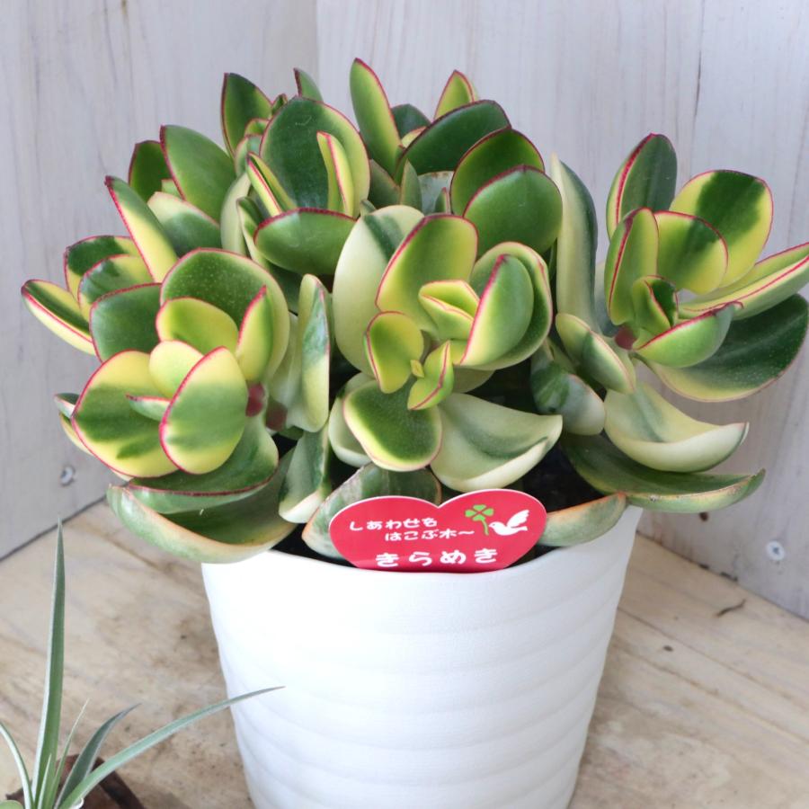 立派 斑入り 花月 金のなる木 多肉植物 観葉植物 インテリア 縁起物 5