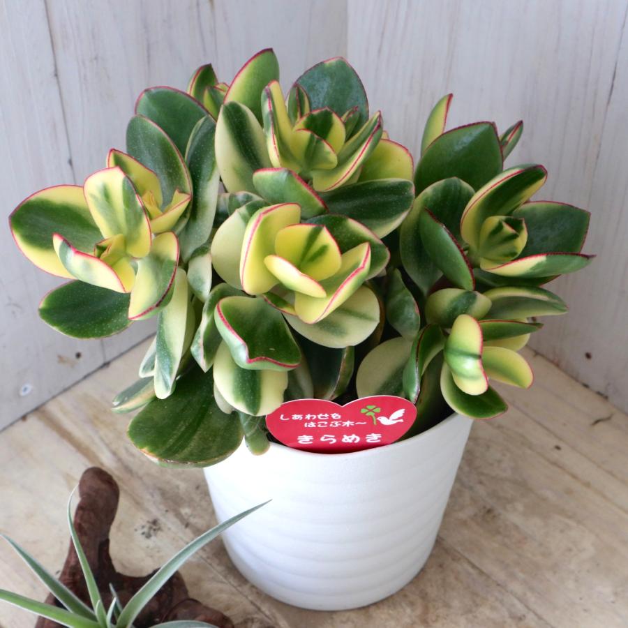 立派 斑入り 花月 金のなる木 多肉植物 観葉植物 インテリア 縁起物 5