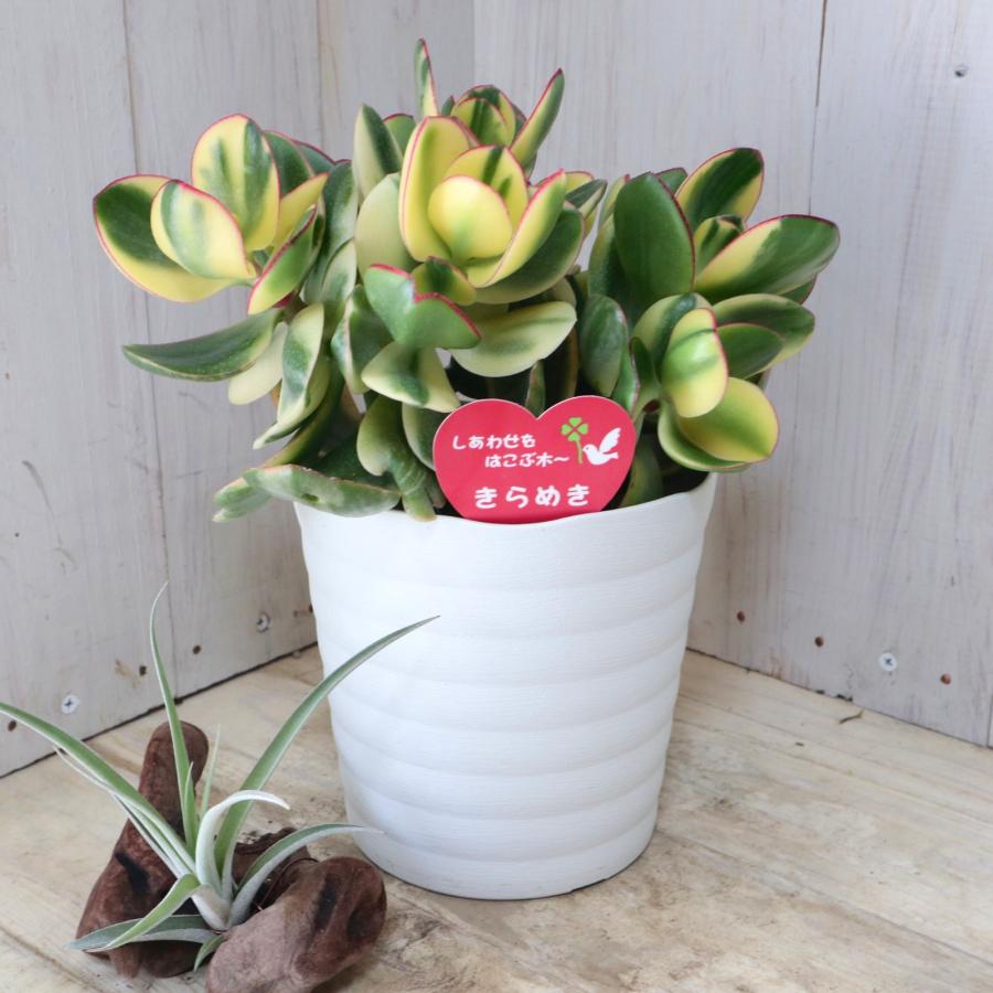 立派 斑入り 花月 金のなる木 多肉植物 観葉植物 インテリア 縁起物 5