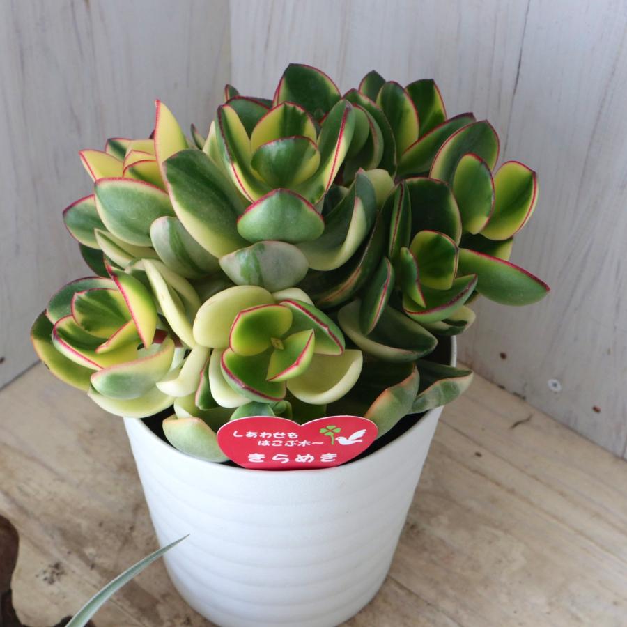 立派 斑入り 花月 金のなる木 多肉植物 観葉植物 インテリア 縁起物 5 