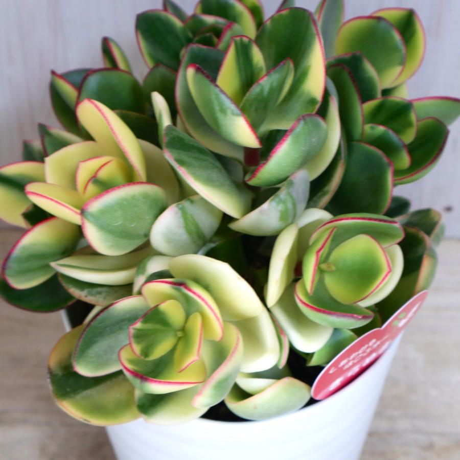 Top【選抜株】多肉植物　26169ゴールドルナ　12個　鉢無し/脱土 多肉植物 右往左往の記録｜🍀GreenSnap（グリーンスナップ）