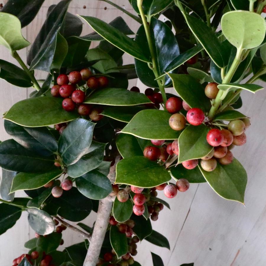 赤い実つき 立派 クリスマスホーリー 西洋ヒイラギ 5鉢 鉢ごと : nico