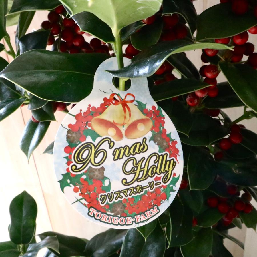 赤い実つき 立派 クリスマスホーリー 西洋ヒイラギ 5鉢 鉢ごと : nico