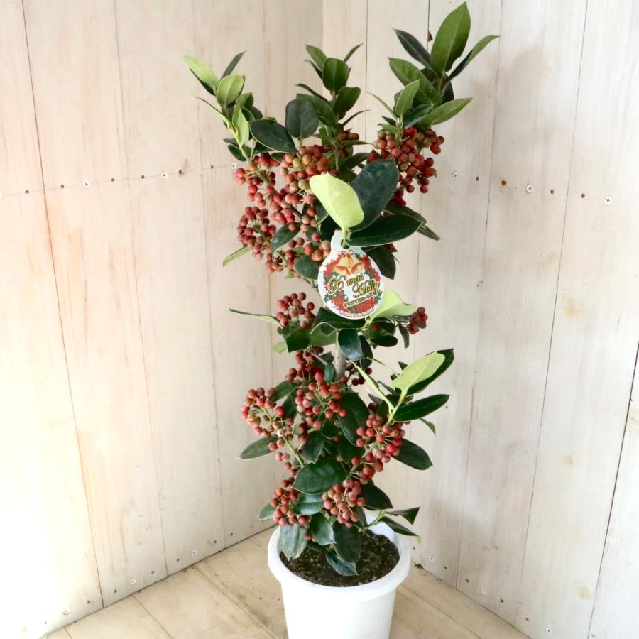 赤い実つき 立派 クリスマスホーリー 西洋ヒイラギ 5鉢 鉢ごと : nico