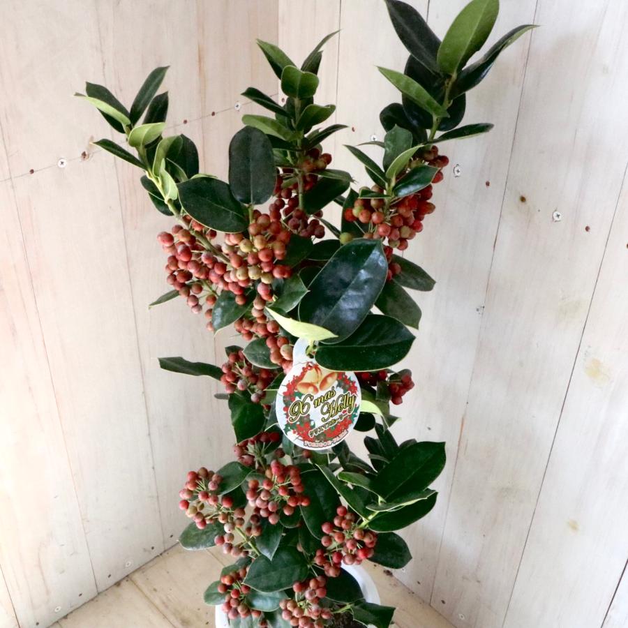 ⭐️クリスマスホーリー５号⭐️一鉢 園芸ネット本店｜クリスマスホーリー5号鉢植え の通販【公式】