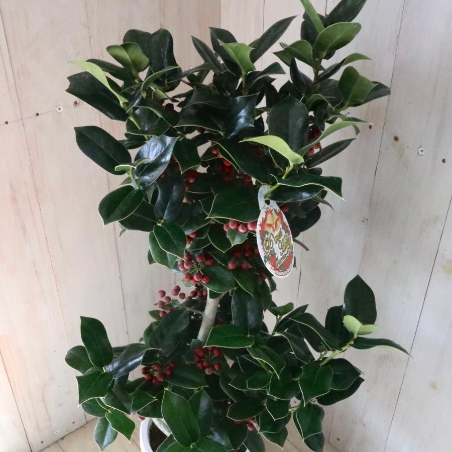 赤い実つき 立派 クリスマスホーリー 西洋ヒイラギ 5鉢 鉢ごと : nico