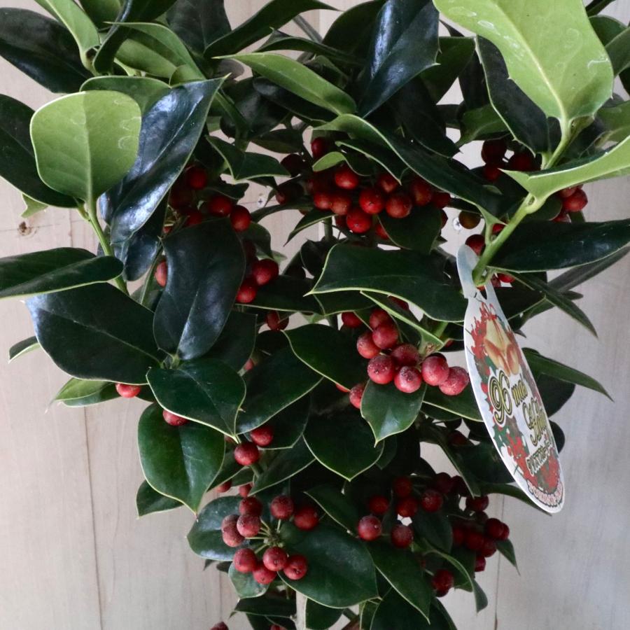 赤い実つき 立派 クリスマスホーリー 西洋ヒイラギ 5鉢 鉢ごと : nico