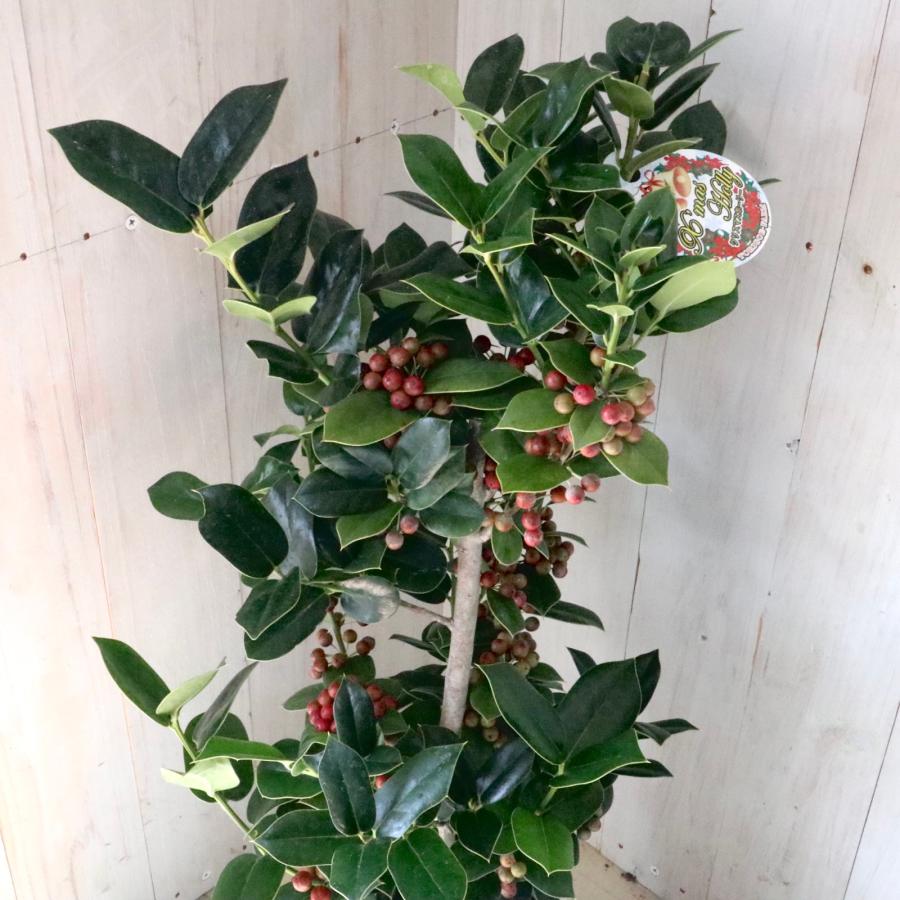 赤い実つき 立派 クリスマスホーリー 西洋ヒイラギ 5鉢 鉢ごと : nico