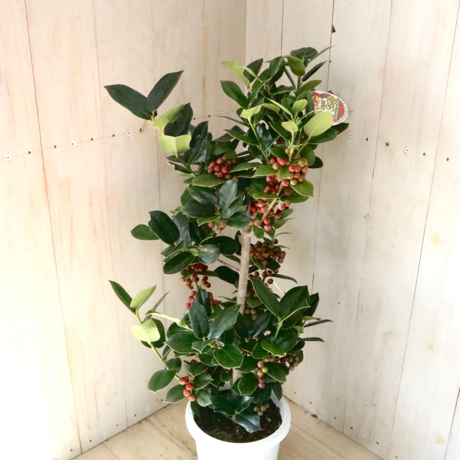 赤い実つき 立派 クリスマスホーリー 西洋ヒイラギ 5鉢 鉢ごと : nico