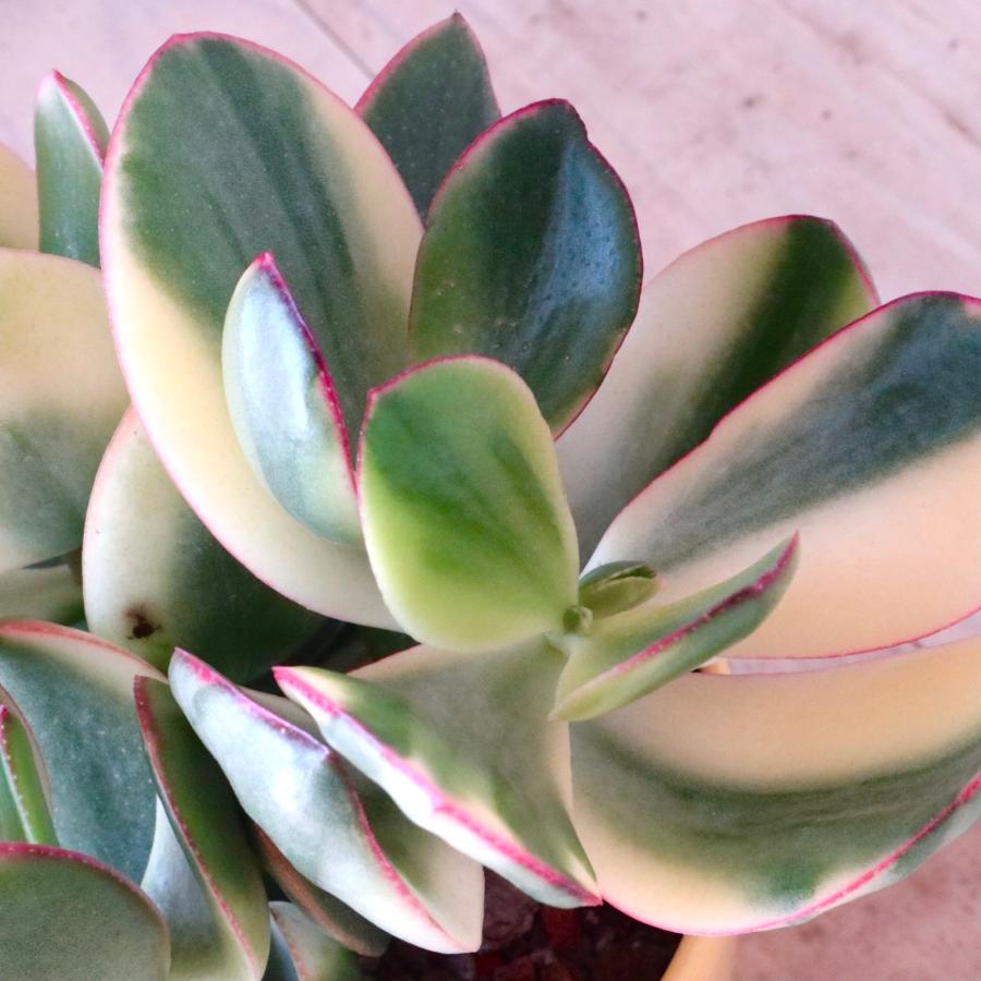 斑入り 花月 金のなる木 縁起物 多肉植物 3.5寸 1鉢 : nico-flowers