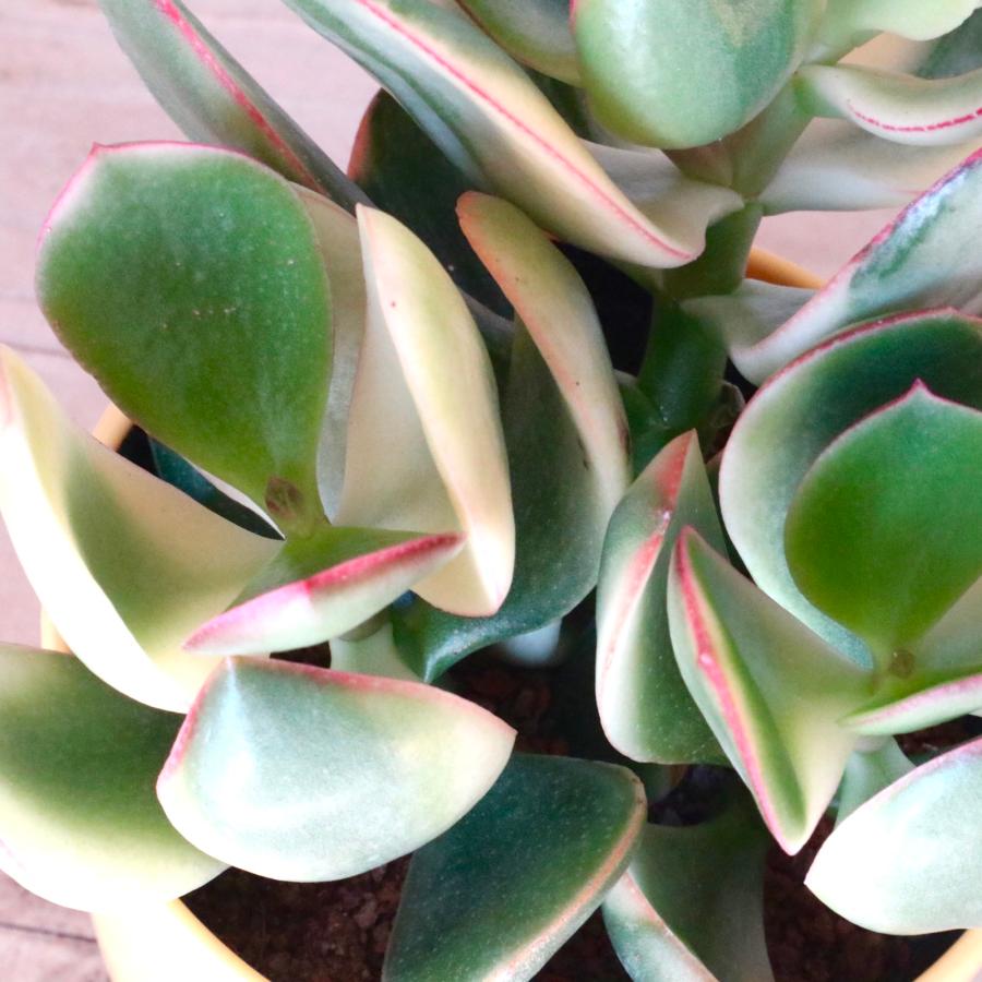 斑入り 花月 金のなる木 縁起物 多肉植物 3.5寸 1鉢 : nico-flowers