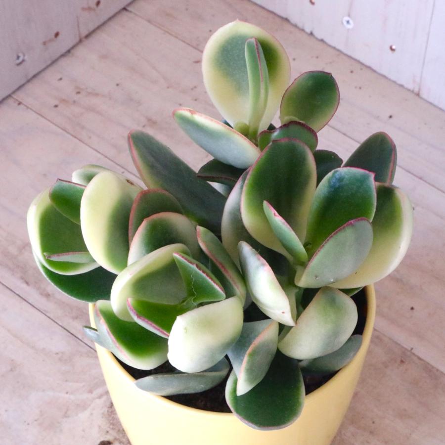 斑入り 花月 金のなる木 縁起物 多肉植物 3.5寸 1鉢 : nico-flowers