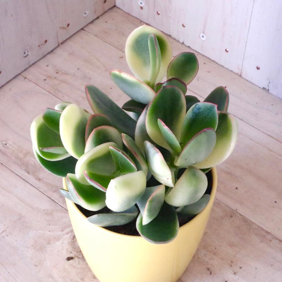 斑入り 花月 金のなる木 縁起物 多肉植物 3.5寸 1鉢 : nico-flowers