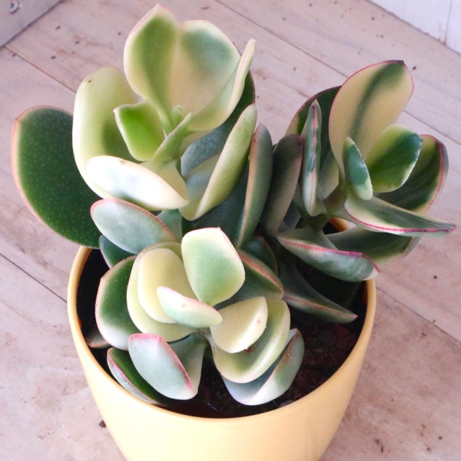 斑入り 花月 金のなる木 縁起物 多肉植物 3.5寸 1鉢 : nico-flowers