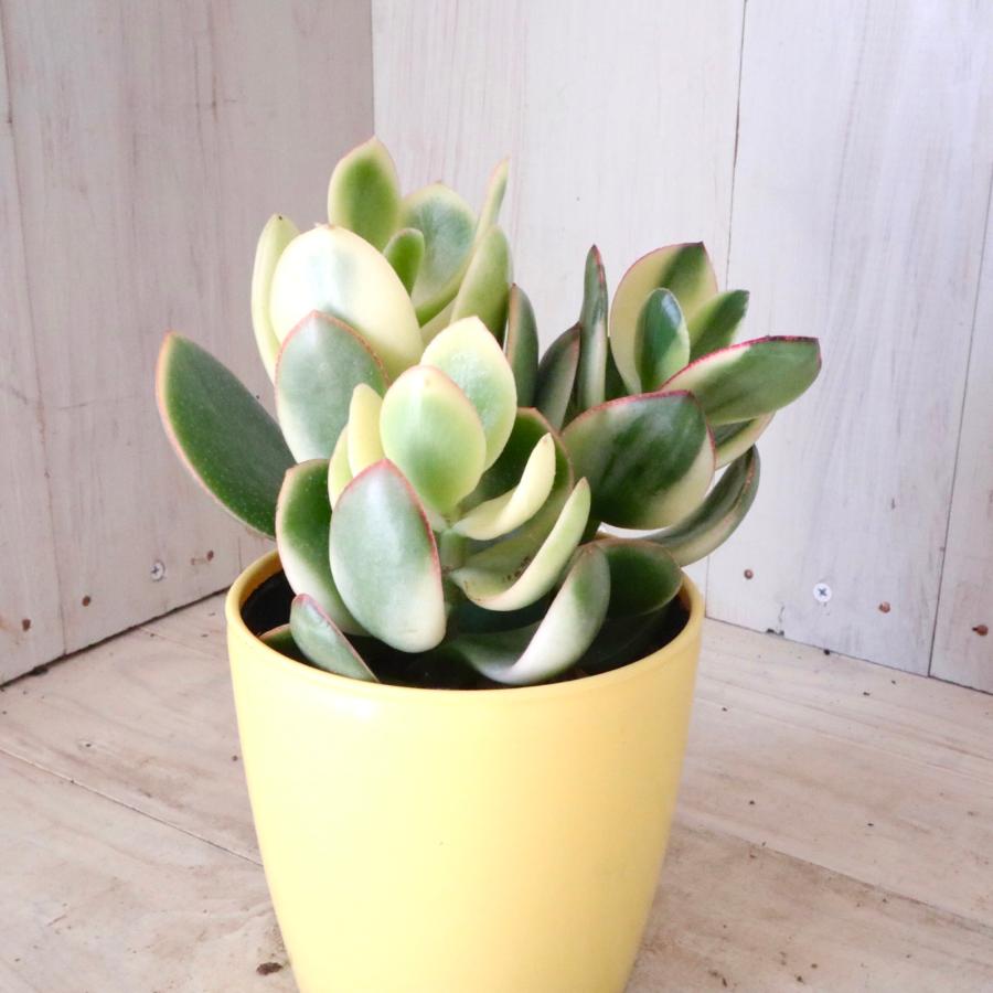 金の成る木 斑入り 3.5号ポットつき 3株❗ 斑入り 花月 金