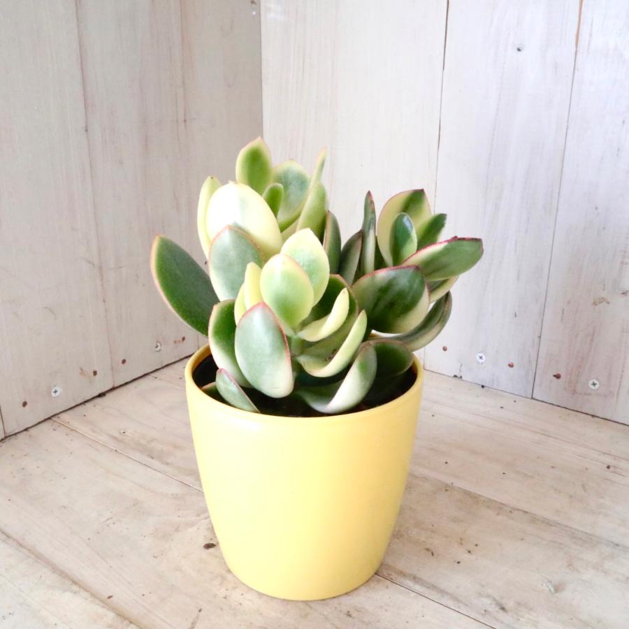 大きい❗️ 金のなる木 多肉植物 縁起物 ８号 花月 陶器鉢 観葉植物 レトロ 斑入り 花月 金のなる木 縁起物 多肉植物 3.5寸 1鉢 : nico-flowers