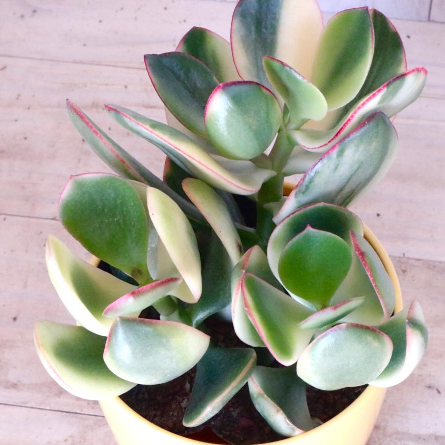 斑入り 花月 金のなる木 縁起物 多肉植物 3.5寸 1鉢 : nico-flowers