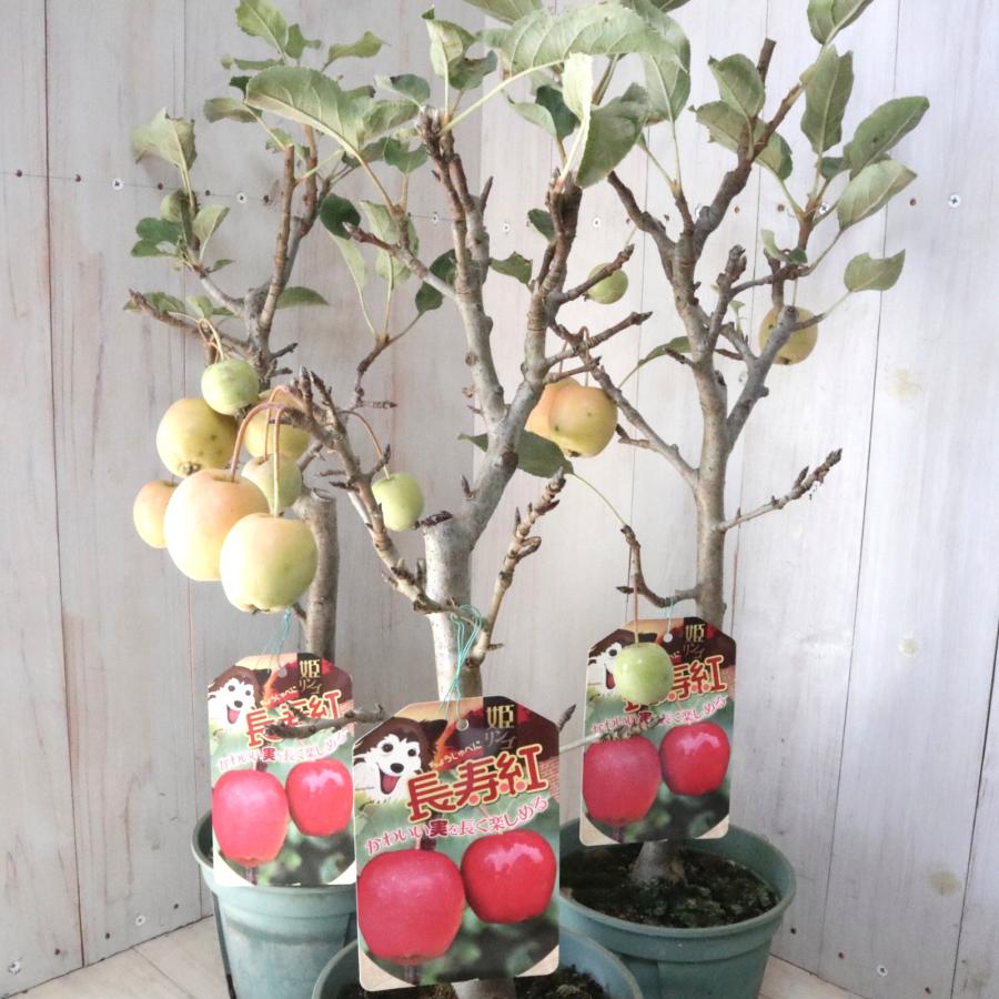 りんご苗木♪　長寿紅　沢山の実着き実付き りんご苗木♪ 長寿紅 沢山の実着き実 実つき 姫りんご 長寿紅